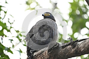 A Crested Serpent Eagle