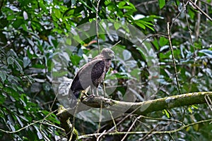 Crested Serpent Eagle resting on a perch