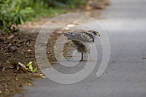 Crested Serpent Eagle on the road.