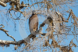 Crested Serpent eagle sitting on tree
