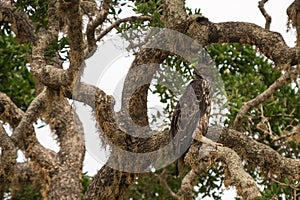 Crested Serpent eagle sitting on tree against blue sky, Yala Nat