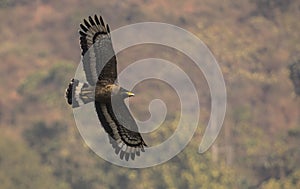 Crested serpent eagle soars high above in mahananda wildlife sanctuary