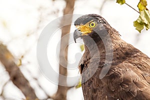 Crested serpent eagle (Spilornis cheela)