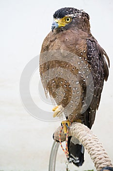 Crested serpent eagle ( Spilornis cheela )