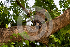 Crested Serpent Eagle or Spilornis cheela bird of prey closeup perched on tree with eye contact in safari at chuka ecotourism spot