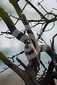 Crested Serpent Eagle or Spilornis cheela bird of prey closeup perched on tree with eye contact in safari winter migration at