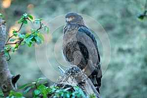 Crested Serpent Eagle or Spilornis cheela migratory bird close up in early morning light and blue green background perched on tree