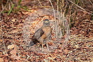 Crested Serpent Eagle Spilornis cheela perched on red dead leaves at bandhavgarh