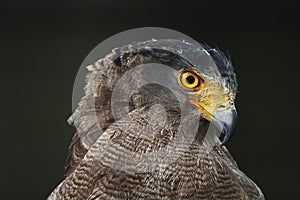 Crested serpent eagle Spilornis cheela portrait