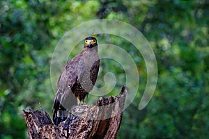Crested serpent eagle,Spilornis cheela. Sri lankan eagle, perched on trunk in forest environment, looking for prey. Wildlife photo