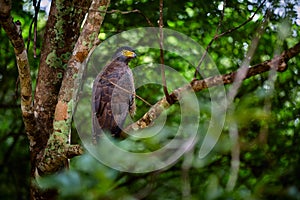Crested serpent eagle Spilornis cheela. Sri lankan eagle, sitting on a branch in the forest. Predator looking for prey. Wildlife