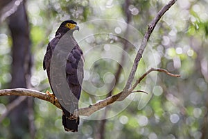 Crested Serpent-eagle - Spilornis cheela, Wilpattu National Park, Sri Lanka