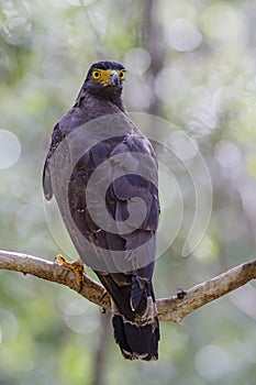 Crested Serpent-eagle - Spilornis cheela, Wilpattu National Park, Sri Lanka