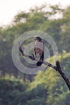 Crested serpent eagle Spilornis cheelasitting on a tree in Keo
