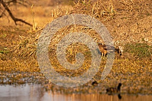 Crested serpent eagle or spilornis ground perched in sunset light at keoladeo national park or bharatpur bird sanctuary rajasthan