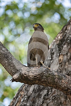 Crested Serpent Eagle at Tadoba Tiger reserve Maharashtra,India
