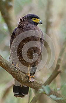 Crested serpent eagle in a tree