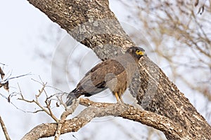 Crested Serpent Eagle in a Tree