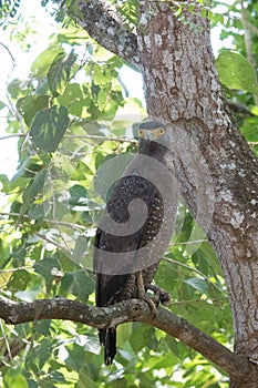 Crested serpent eagle at Wilpattu