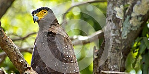 Crested Serpent Eagle, Wilpattu National Park, Sri Lanka
