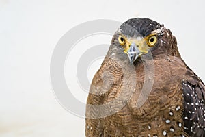 Crested serpent eagle ( Spilornis cheela )