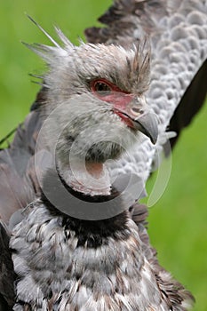 The Crested Southern Screamer
