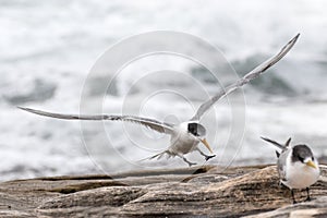 Crested Tern