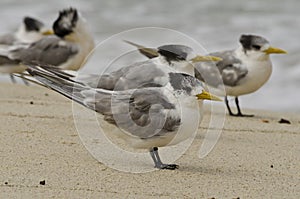Crested Tern on Beach