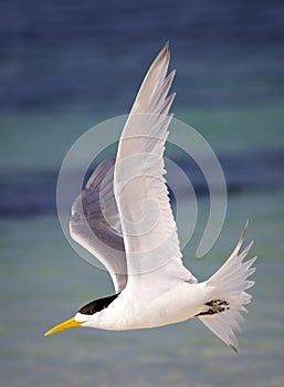 A Crested Tern in Flight