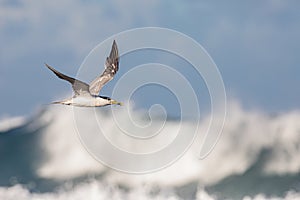 Crested Tern returning for feeding grounds with a small bait fish in its beak
