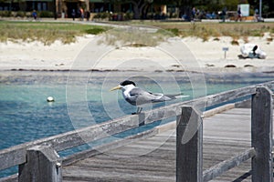 Crested Tern at Rottnest Island