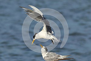 Crested Tern Thalasseus bergii landing