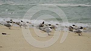 Crested Terns on Beach