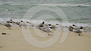 Crested Terns on Beach