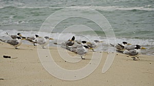 Crested Terns on Beach photo