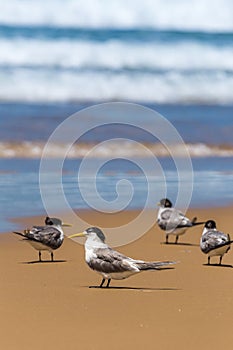 Crested Terns Standing on Sand Beach of Stockton Beach, New South Wales, Australia