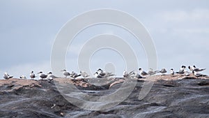Crested Terns Thalasseus bergii on rocks, Western Australia