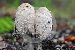 Crested Tintling or asparagus mushroom or ink mushroom belongs to the edible mushrooms