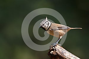 Crested Tit