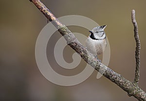 Crested Tit