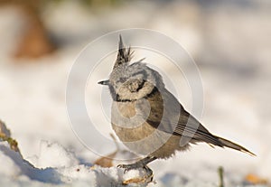 Crested tit