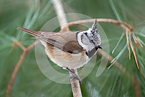 Crested tit