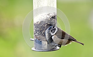 Crested tit