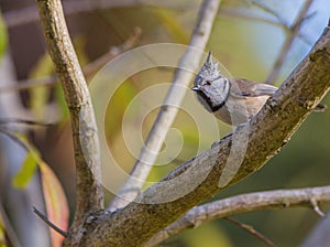 Crested Tit on branch