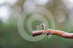 Crested tit on branche