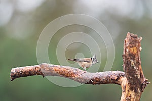 Crested tit on branche