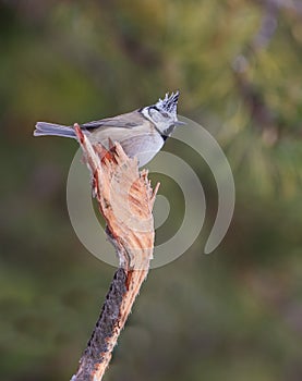 Crested Tit on broken branch