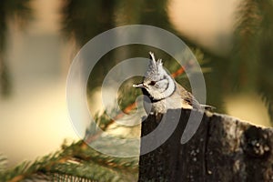 Crested tit eating bread