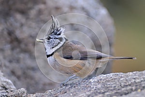 Crested Tit eating a seed