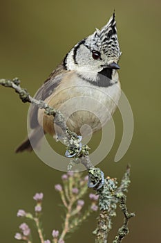 Crested Tit, European Crested Tit, perched on a branch